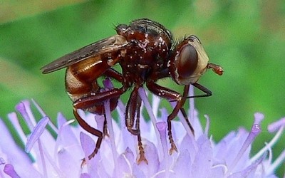 Sicus ferrugineus