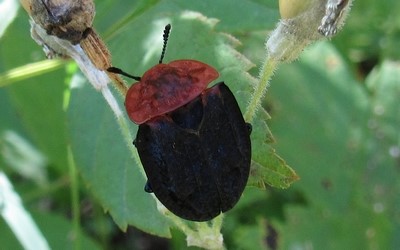 Sylphe à corset rouge