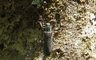 La sténostole douteuse