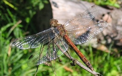 Sympetrum sp