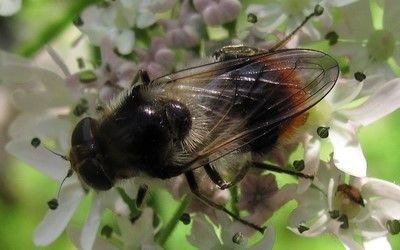Cheilosia illustrata 