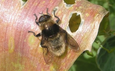 Le syrphe des narcisses