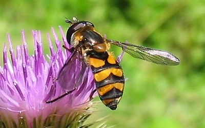 Didea fasciata