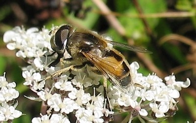 L'éristale des arbustres mâle