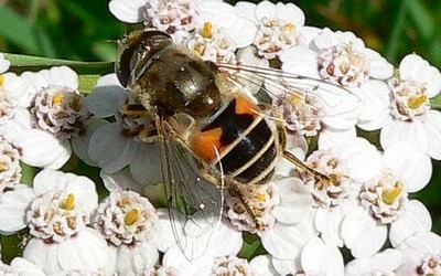 L'éristale des arbustres femelle