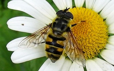 L'éristale des fleurs