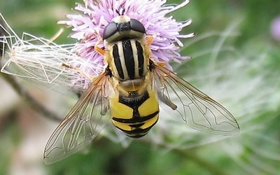 Helophile à bandes grises