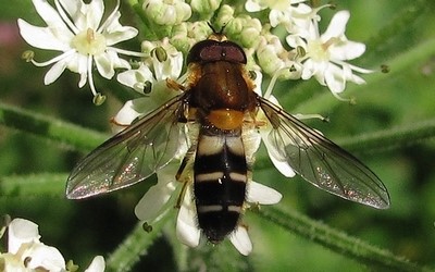 Leucozona glaucia