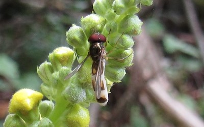 Melanostoma mellinum