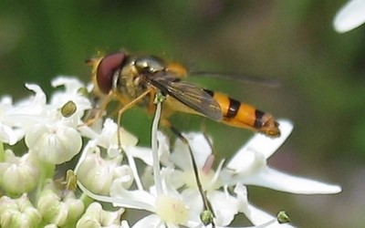 Meliscaeva cinctella