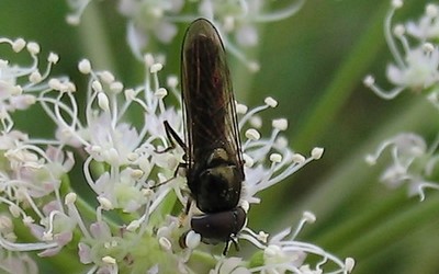 syrphe - Platycheirus sp