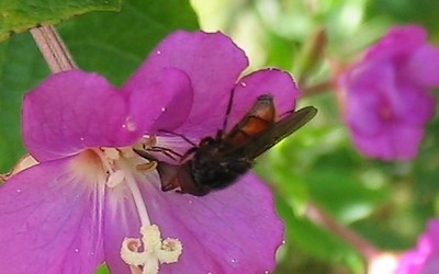 La rhingie champêtre