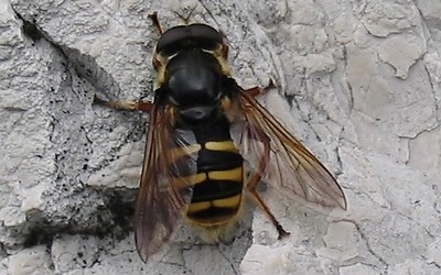 La séricomyie silencieuse