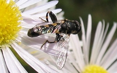 La syritte piaulante