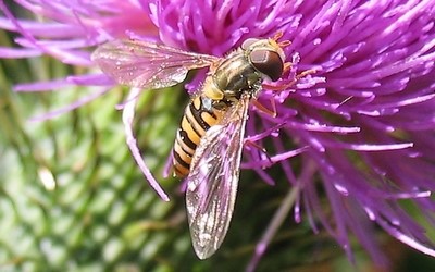 Le syrphe à ceinture