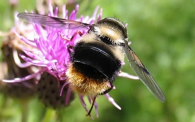 Le syrphe bombiforme