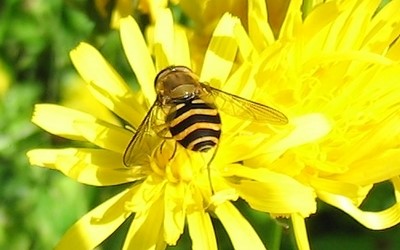 Le syrphe du groseiller