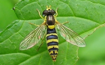 Le syrphe porte plume femelle