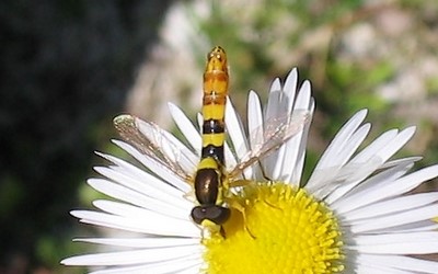 Le syrphe porte plume mâle