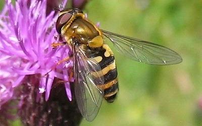 Syrphus sp