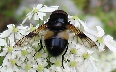 La volucelle transparente