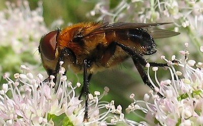 L'alophore hémiptère