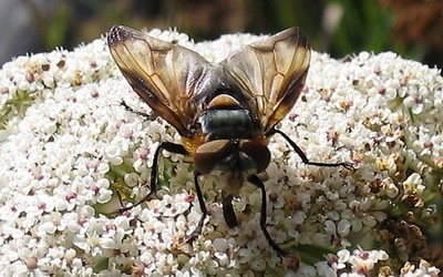 Ectophasia crassipennis