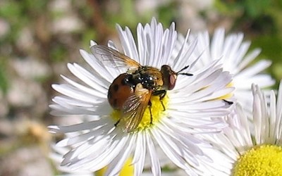Gymnosoma rotundatum