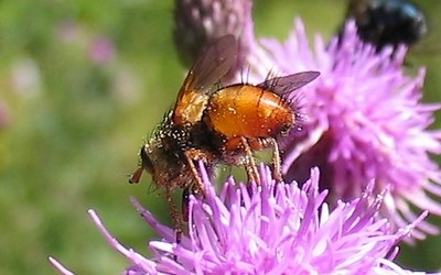 Tachinaire hérisonne