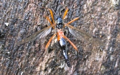 La tanayptère noire