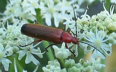 Le téléphore fauve