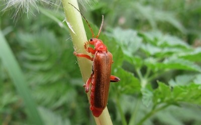 Le téléphore livide