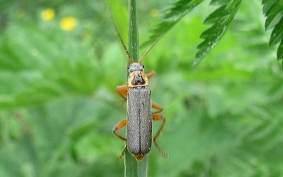 Le téléphore noircissant