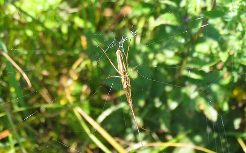 Tetragnathe étirée - Tetragnatha extensa