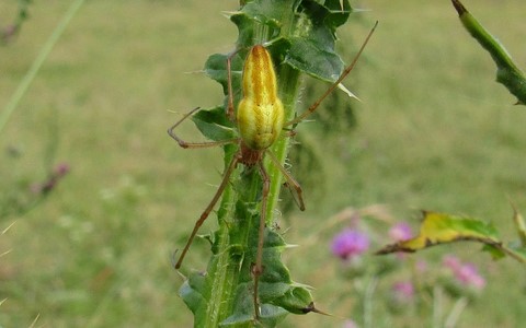 Tetragnathe striée - Tetragnatha striata