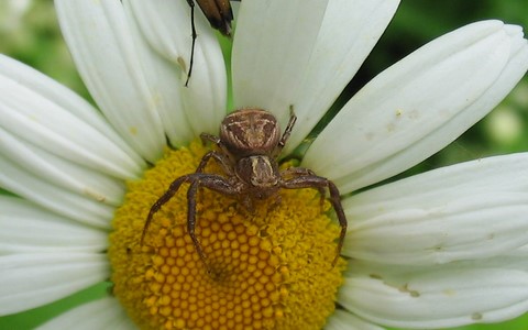 Thomise - Xystique crêté - Xysticus cristatus