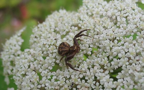Thomise - Xystique crêté - Xysticus cristatus