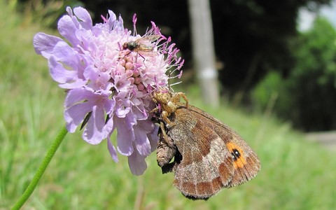 Thomise ou Araignée crabe