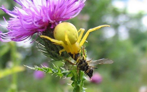 Thomise variable - Misumena vatia