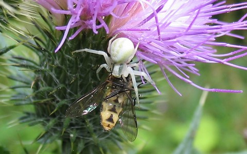 Thomise variable - Misumena vatia