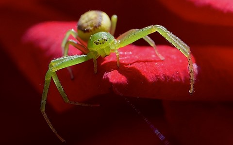 Thomise - Diaea dorsata