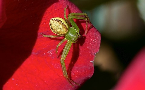 Thomise - Diaea dorsata