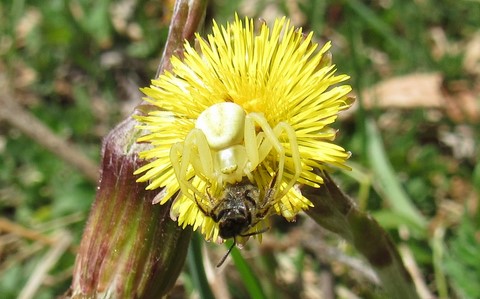 Thomise variable - Misumena vatia