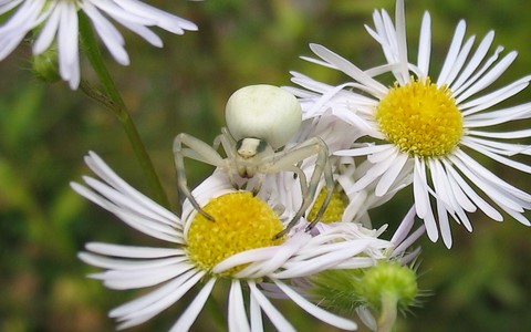 Thomise variable - Misumena vatia