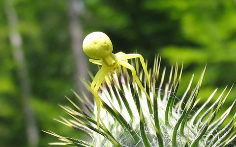 Thomise variable - Misumena vatia