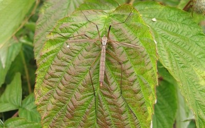 Tipula paludosa