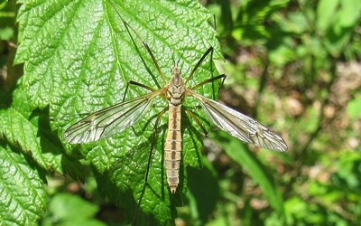La tipule printanière