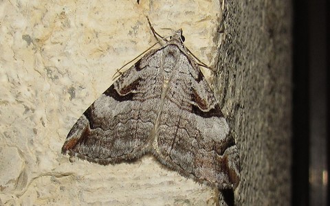 Papillons - La triple raie - Aplocera plagiata