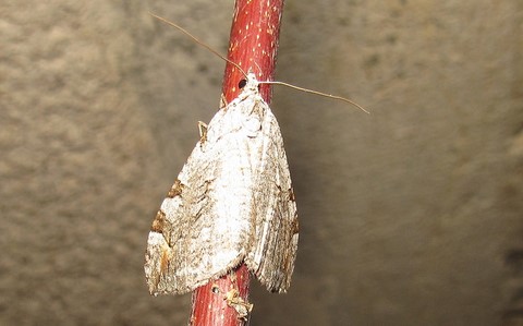 Papillons - La triple raie - Aplocera plagiata