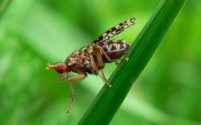 Trypetoptera punctulata